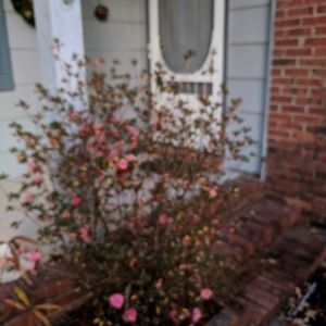 Meet your Posher, Nedelka